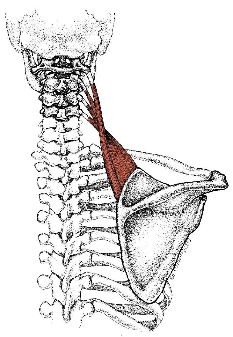 Levator Scapula