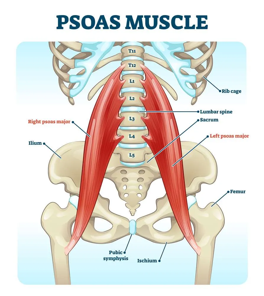 Psoas muscle medical vector illustration diagram