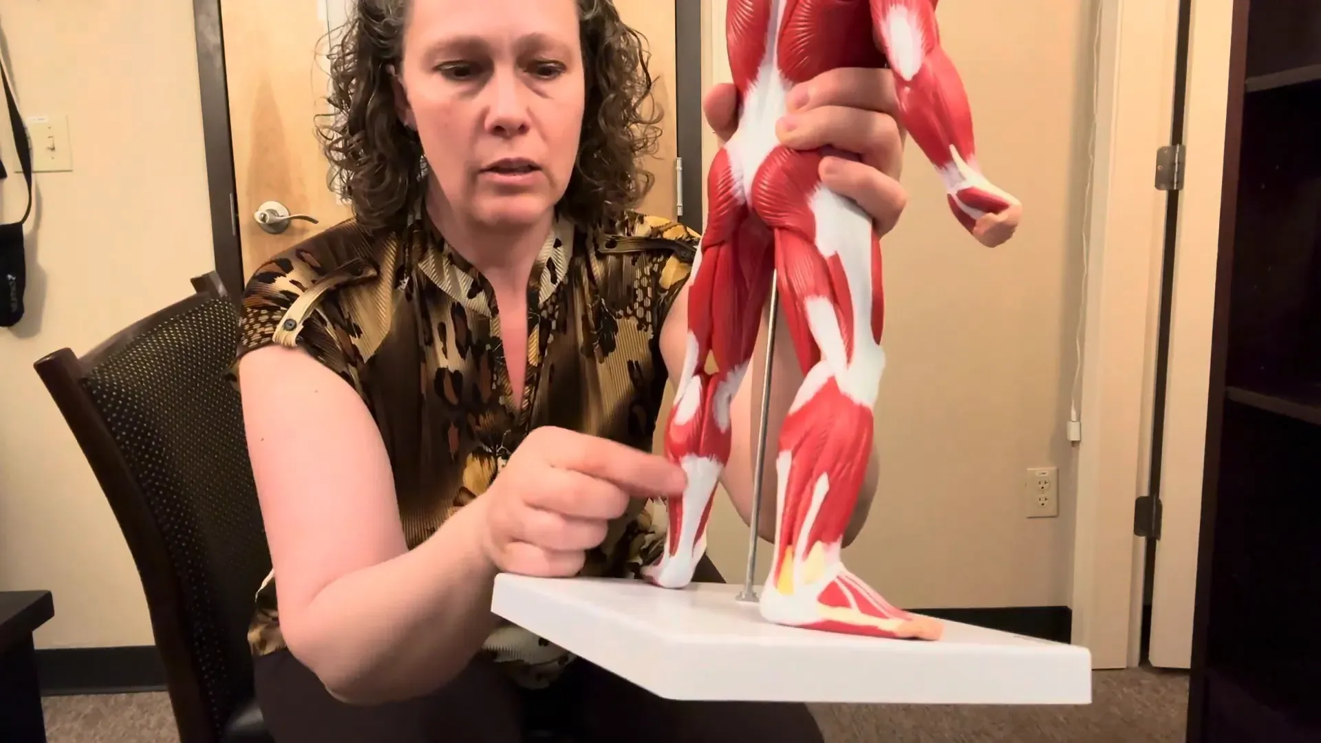 Muscle model showing calf muscles gastrocnemius and soleus
