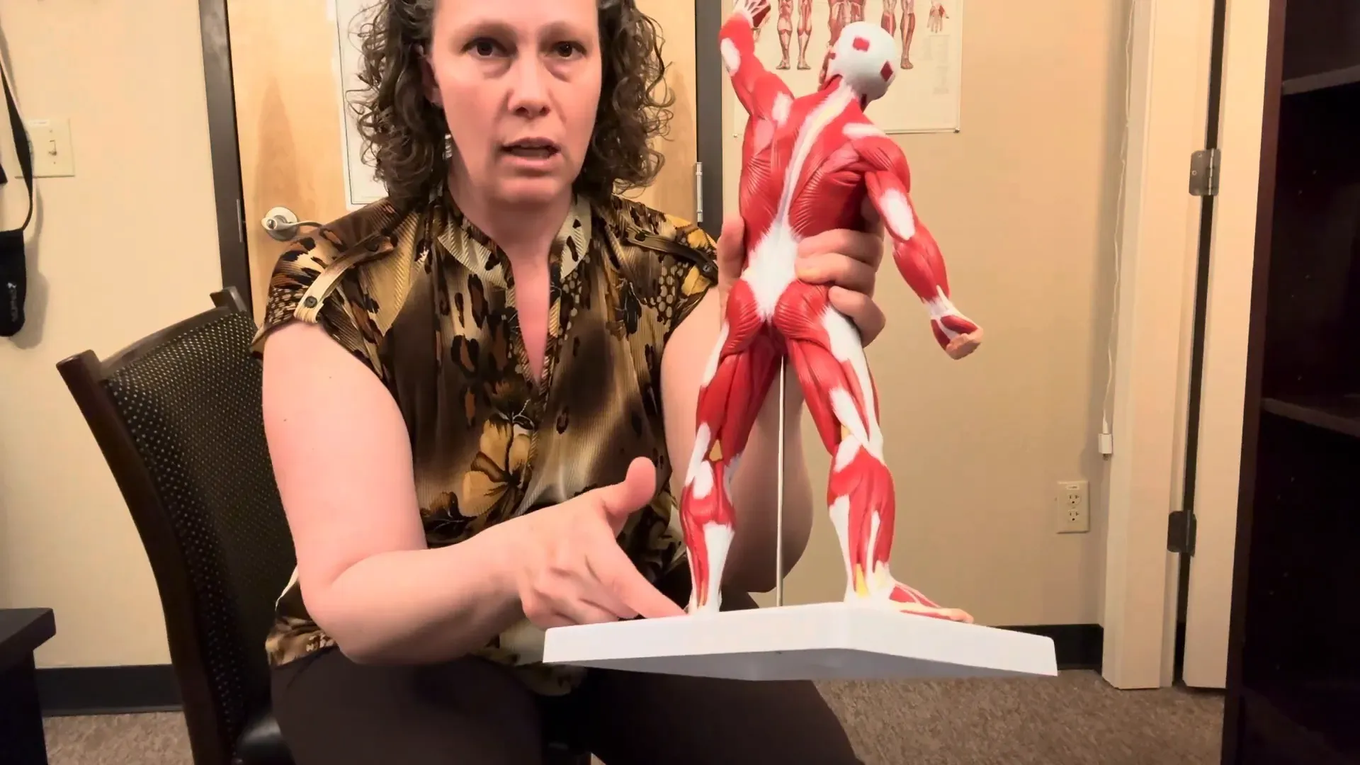 Close-up of gastrocnemius and soleus muscles on muscle model